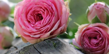 Wer wir sind und was uns am Herzen liegt